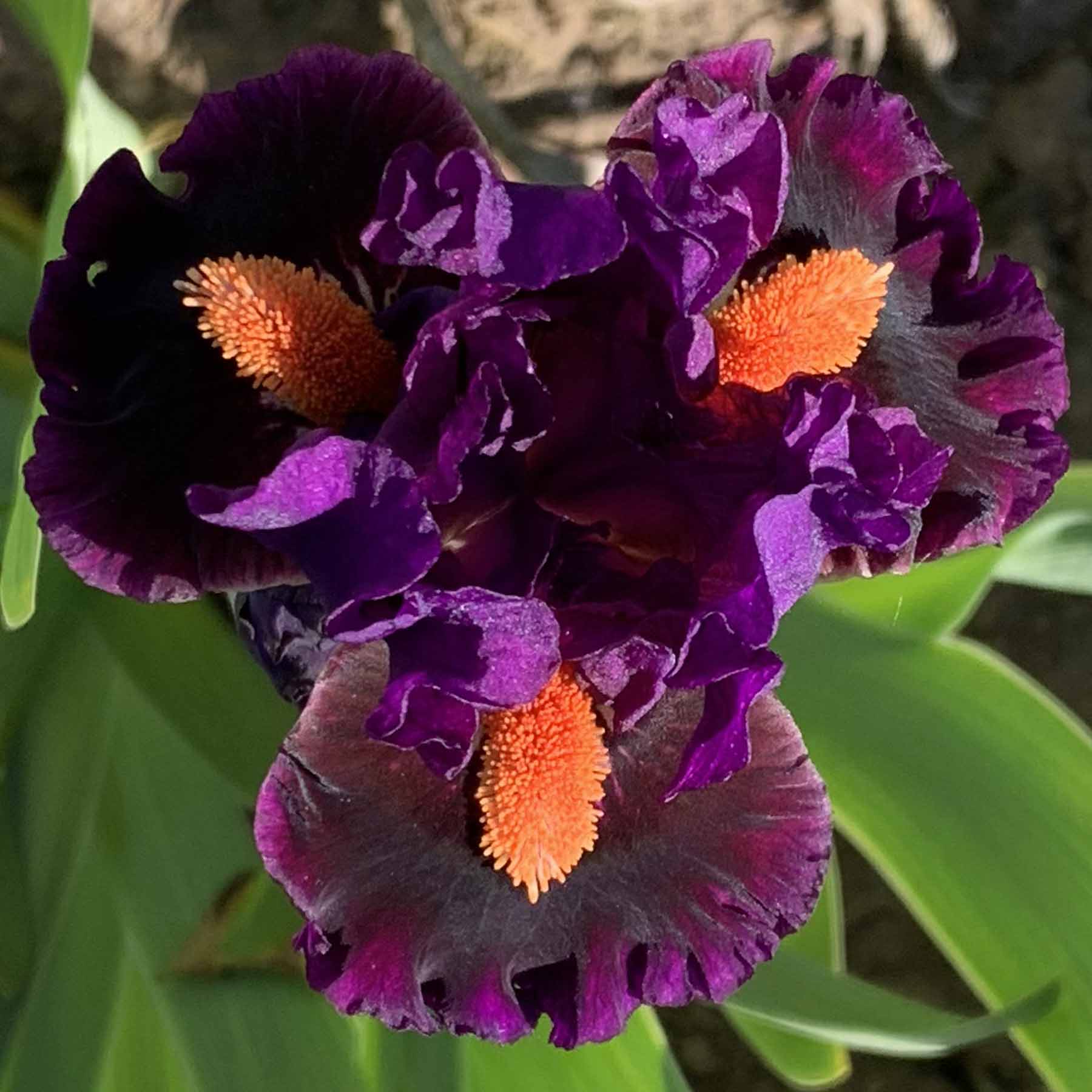 MASTER THE FLAME.jpg